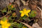 Hypericum humifusum L.