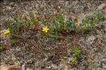 Hypericum humifusum L.