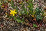 Hypericum humifusum L.