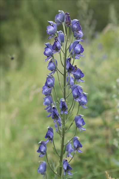 Aconitum napellus subsp. burnatii (Gáyer) J.M.Tison