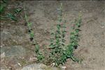 Hypericum pulchrum L.