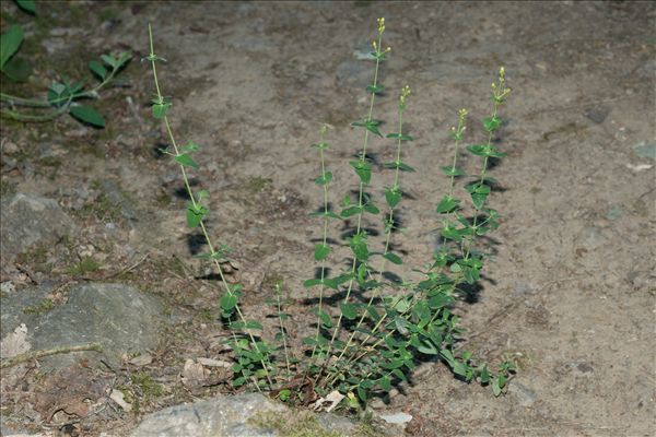 Hypericum pulchrum L.