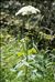 Laserpitium latifolium L. subsp. latifolium