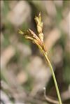 Carex ornithopoda Willd. subsp. ornithopoda