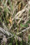 Carex ornithopoda Willd. subsp. ornithopoda