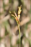 Carex ornithopoda Willd. subsp. ornithopoda