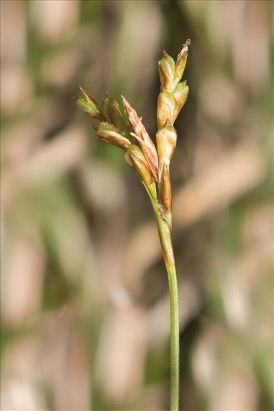 Carex ornithopoda Willd. subsp. ornithopoda