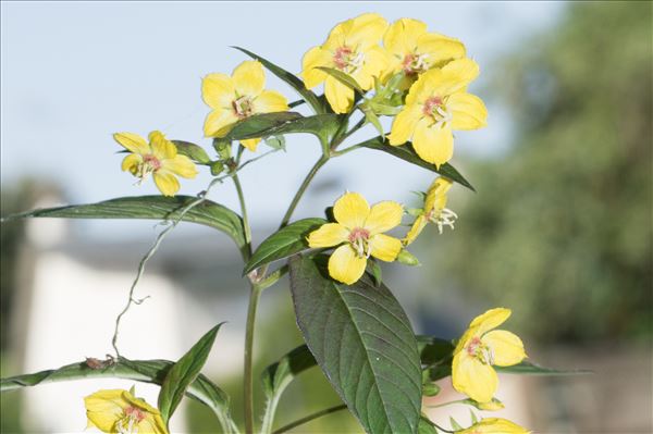 Lysimachia ciliata L.