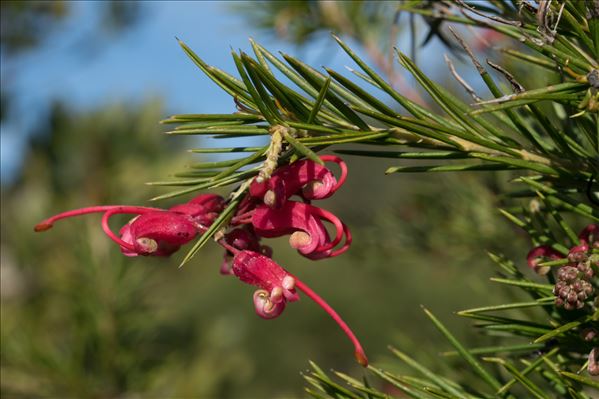 Grevillea rosmarinifolia A.Cunn.