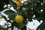 Citrus sinensis (L.) Osbeck