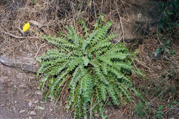Hyoseris taurina (Pamp.) Martinoli