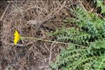 Hyoseris taurina (Pamp.) Martinoli