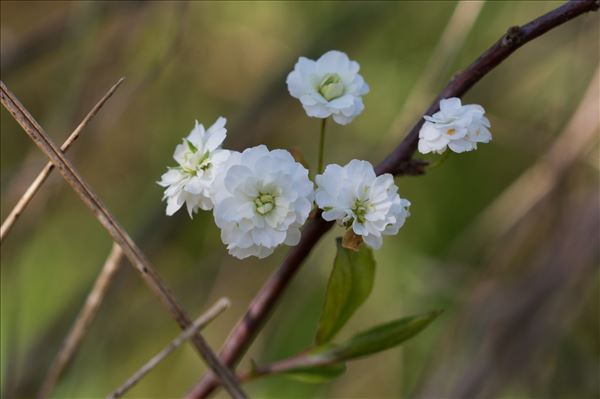 Spiraea prunifolia Siebold & Zucc.