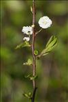 Spiraea prunifolia Siebold & Zucc.