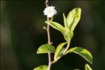 Spiraea prunifolia Siebold & Zucc.