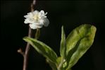 Spiraea prunifolia Siebold & Zucc.