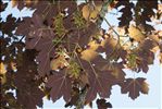 Acer rubrum L.