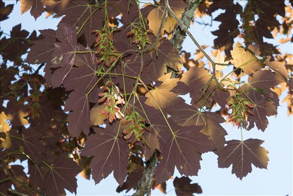 Acer rubrum L.