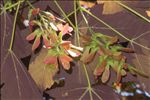Acer rubrum L.