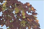 Acer rubrum L.