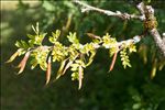 Caragana arborescens Lam.
