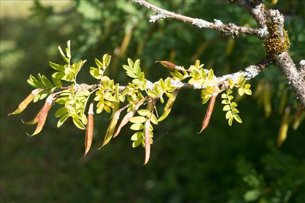 Caragana arborescens Lam.