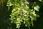Caragana arborescens Lam.