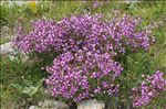 Epilobium dodonaei subsp. fleischeri (Hochst.) Schinz & Thell.