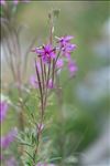 Epilobium dodonaei subsp. fleischeri (Hochst.) Schinz & Thell.