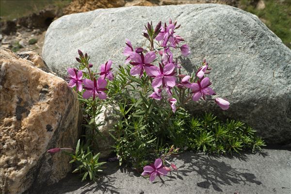 Epilobium dodonaei Vill.