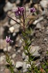 Epilobium dodonaei subsp. fleischeri (Hochst.) Schinz & Thell.