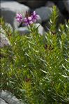 Epilobium dodonaei subsp. fleischeri (Hochst.) Schinz & Thell.