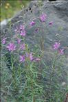 Epilobium dodonaei subsp. fleischeri (Hochst.) Schinz & Thell.