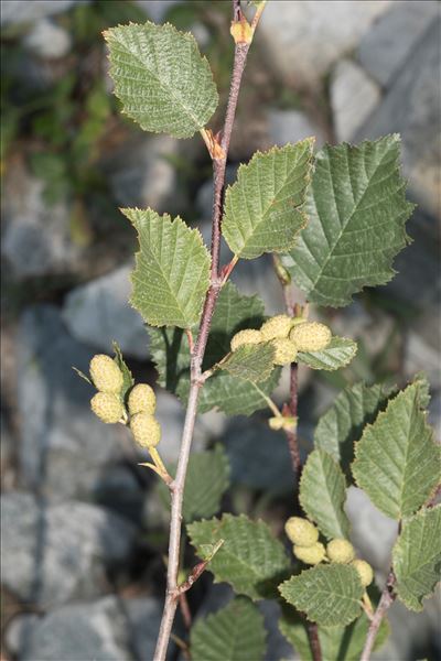 Alnus alnobetula (Ehrh.) K.Koch subsp. alnobetula