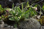 Aster alpinus var. cebennensis Braun-Blanq.