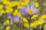 Aster alpinus var. cebennensis Braun-Blanq.