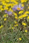 Aster alpinus var. cebennensis Braun-Blanq.