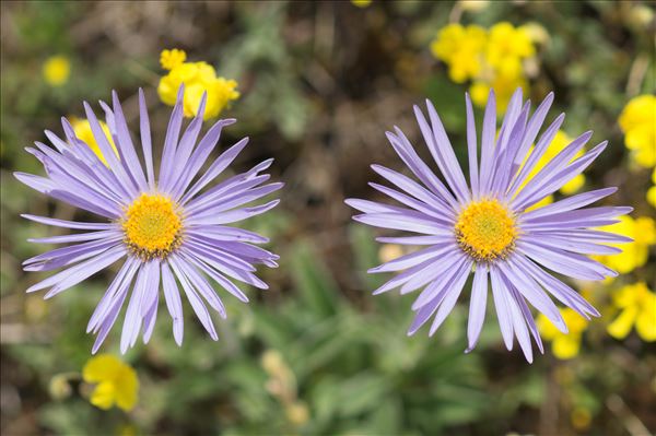 Aster alpinus var. cebennensis Braun-Blanq.