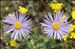 Aster alpinus var. cebennensis Braun-Blanq.