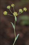 Bupleurum ranunculoides subsp. ranunculoides var. gramineum (Vill.) Lapeyr. ex Briq.