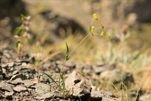 Bupleurum ranunculoides L. subsp. ranunculoides