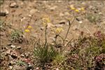 Bupleurum ranunculoides L. subsp. ranunculoides