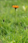 Crepis aurea (L.) Cass.