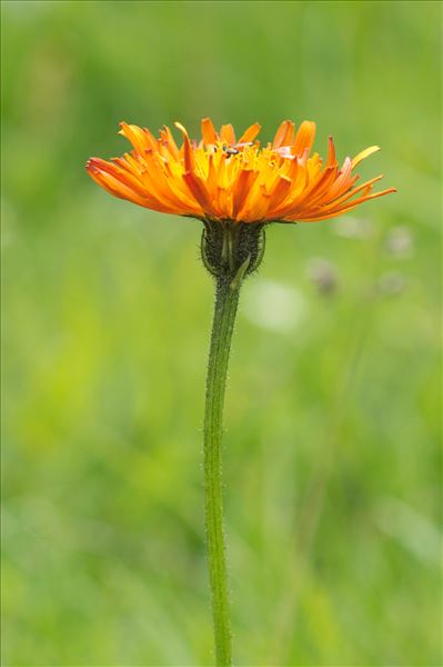 Crepis aurea (L.) Cass. subsp. aurea