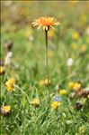 Crepis aurea (L.) Cass. subsp. aurea