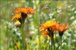 Crepis aurea (L.) Cass.