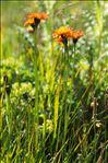 Crepis aurea (L.) Cass. subsp. aurea