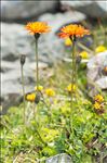 Crepis aurea (L.) Cass. subsp. aurea