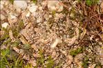 Illecebrum verticillatum L.