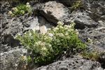 Potentilla caulescens subsp. petiolulata (Gaudin) Nyman